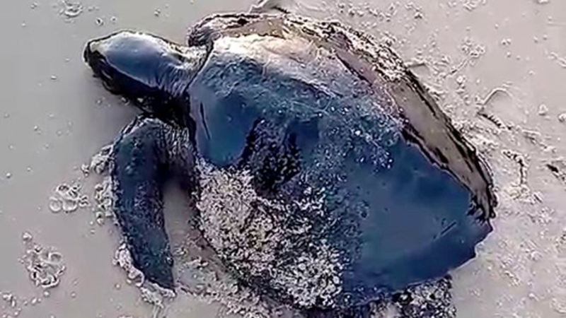 Tartaruga marinha afetada pela mancha de óleo, em praia do Nordeste